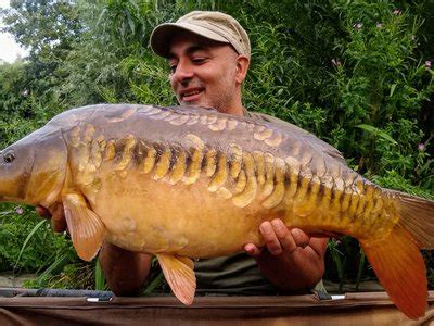 jav carp